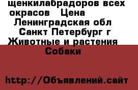 щенкилабрадоров всех окрасов › Цена ­ 25 000 - Ленинградская обл., Санкт-Петербург г. Животные и растения » Собаки   
